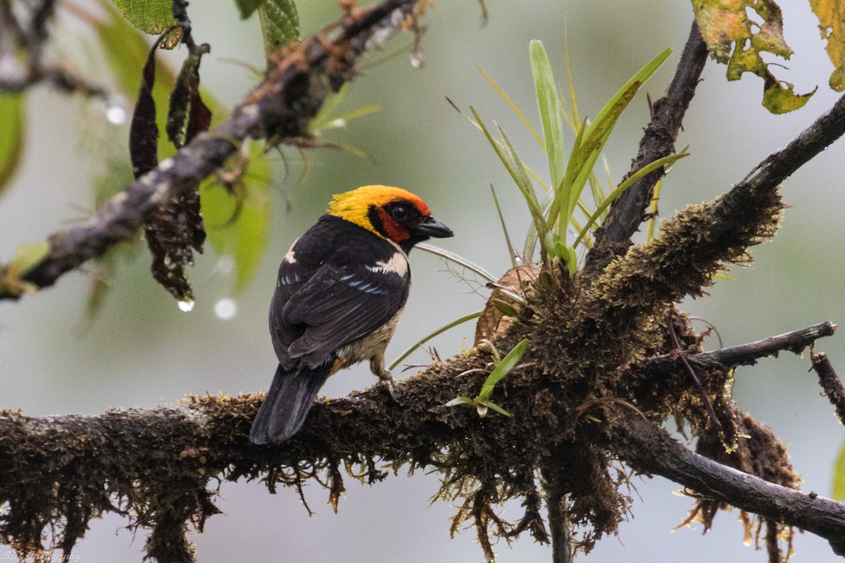 Flame-faced Tanager - ML189499831
