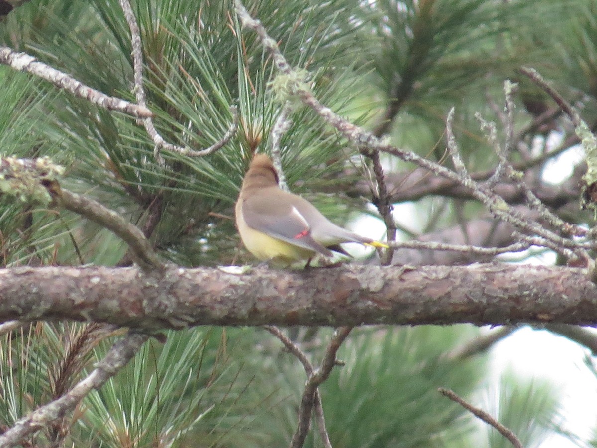 Cedar Waxwing - ML189500991