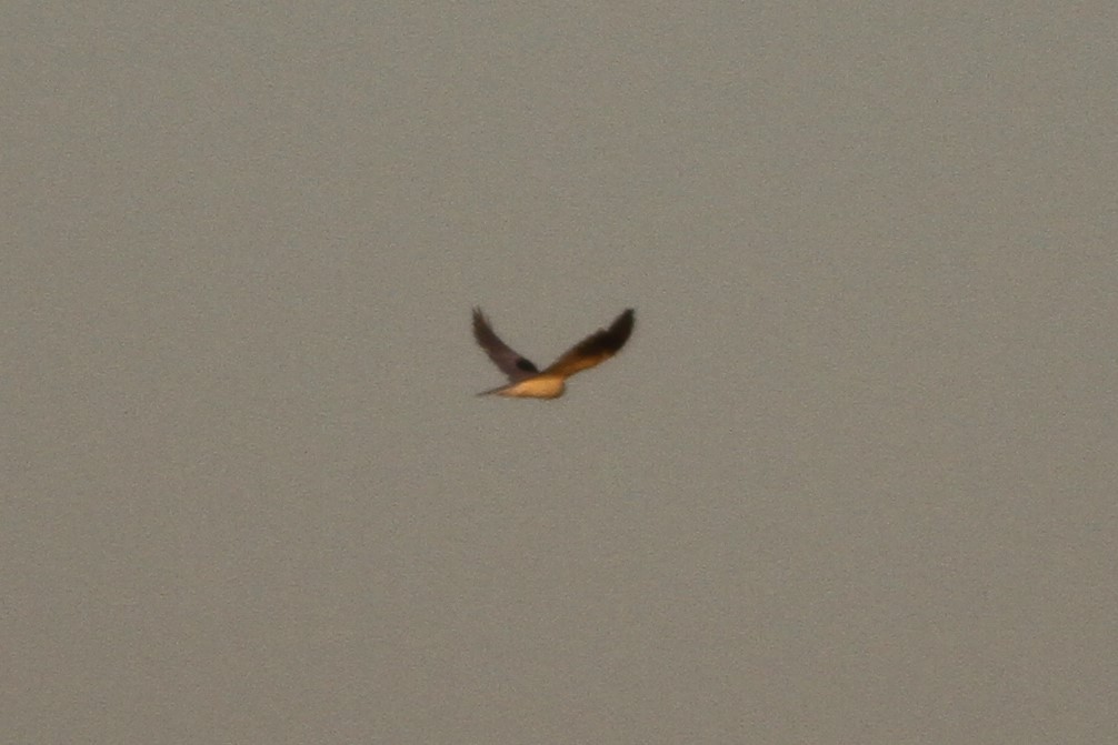 White-tailed Kite - Ron Weeks