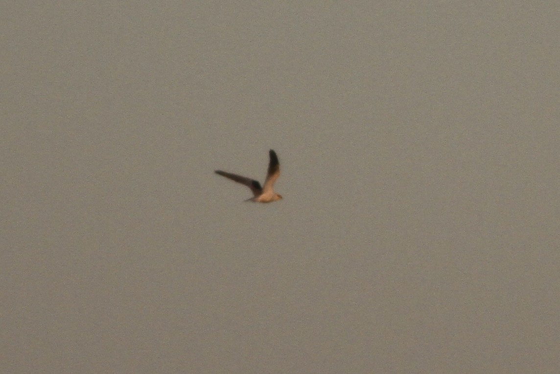 White-tailed Kite - ML189502181