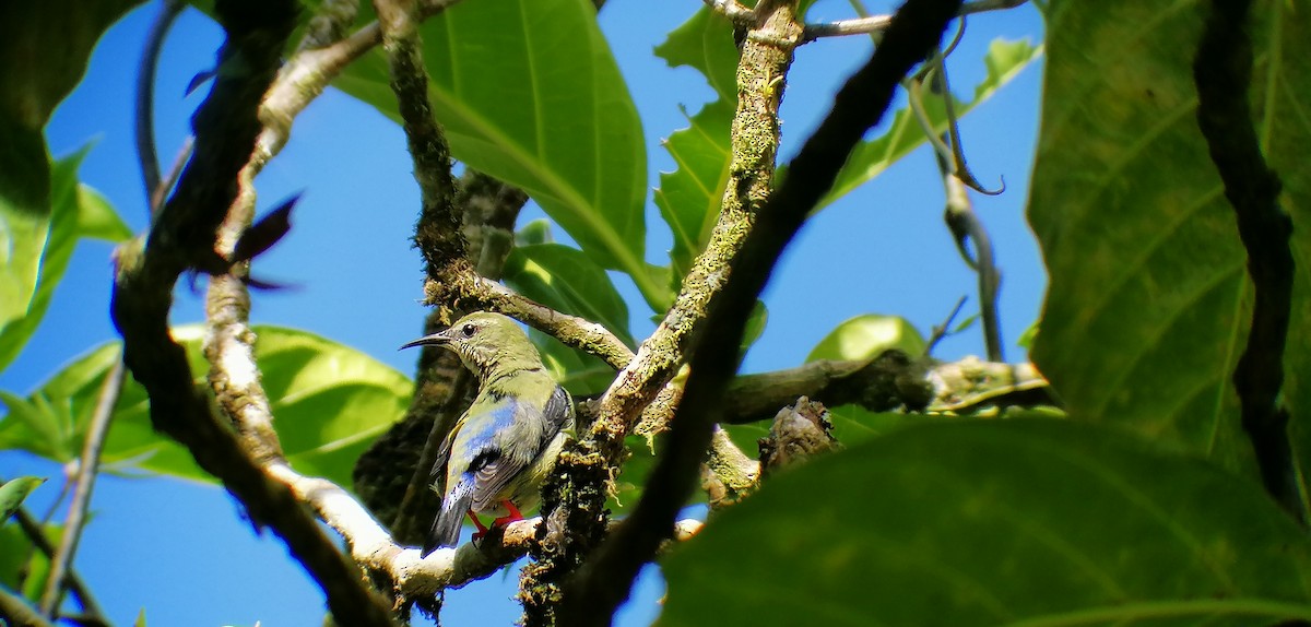 Red-legged Honeycreeper - ML189502311