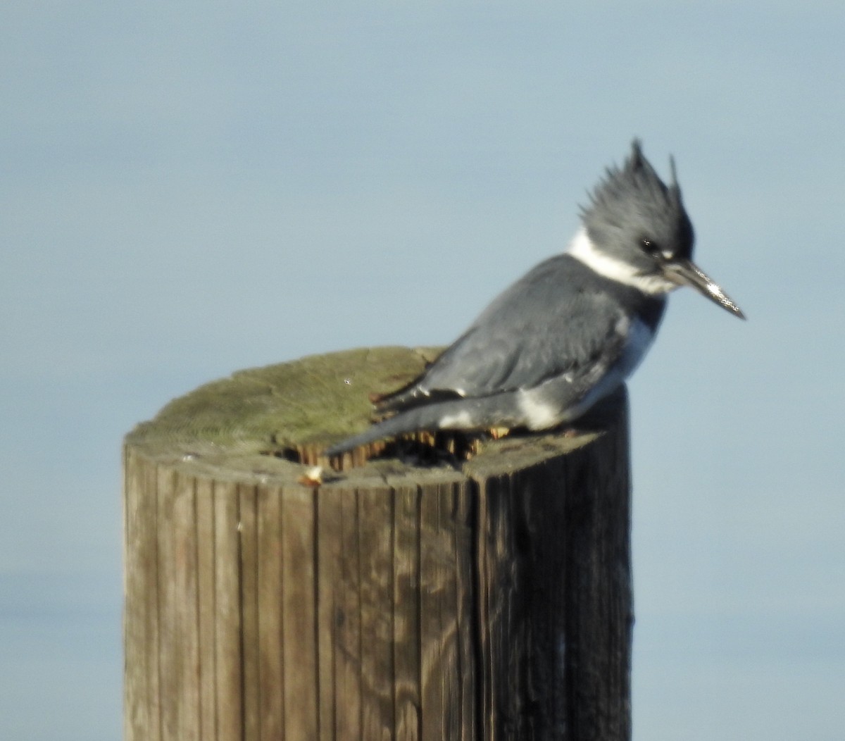 Belted Kingfisher - ML189502661