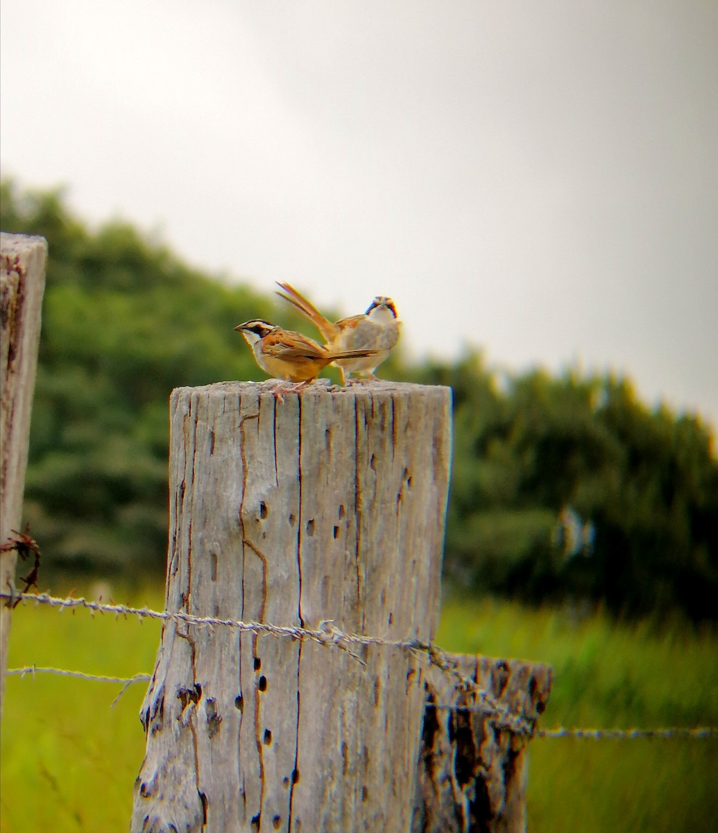 Stripe-headed Sparrow - Carlos Eduardo  Alvarado  Reyes