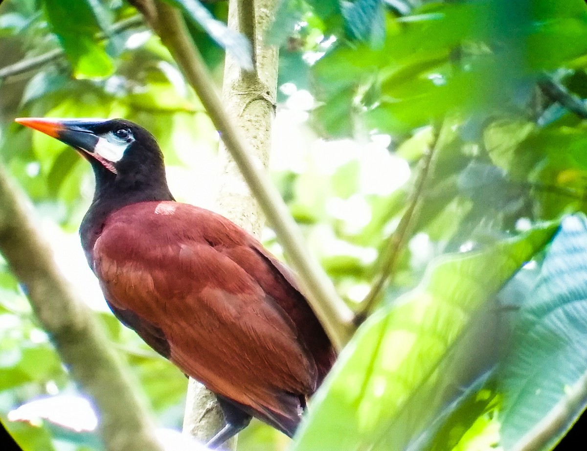 Montezuma Oropendola - ML189504431