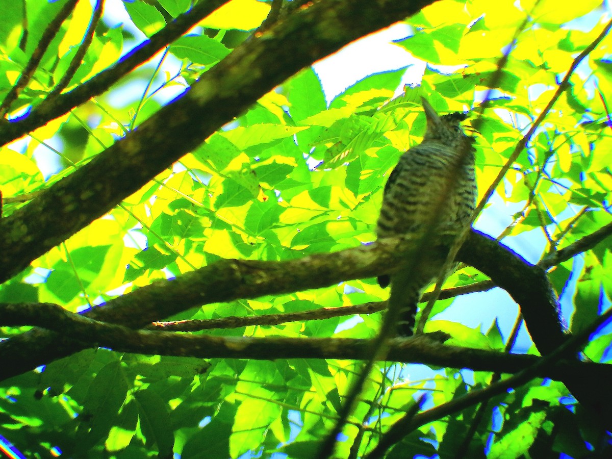 Barred Antshrike - ML189505351