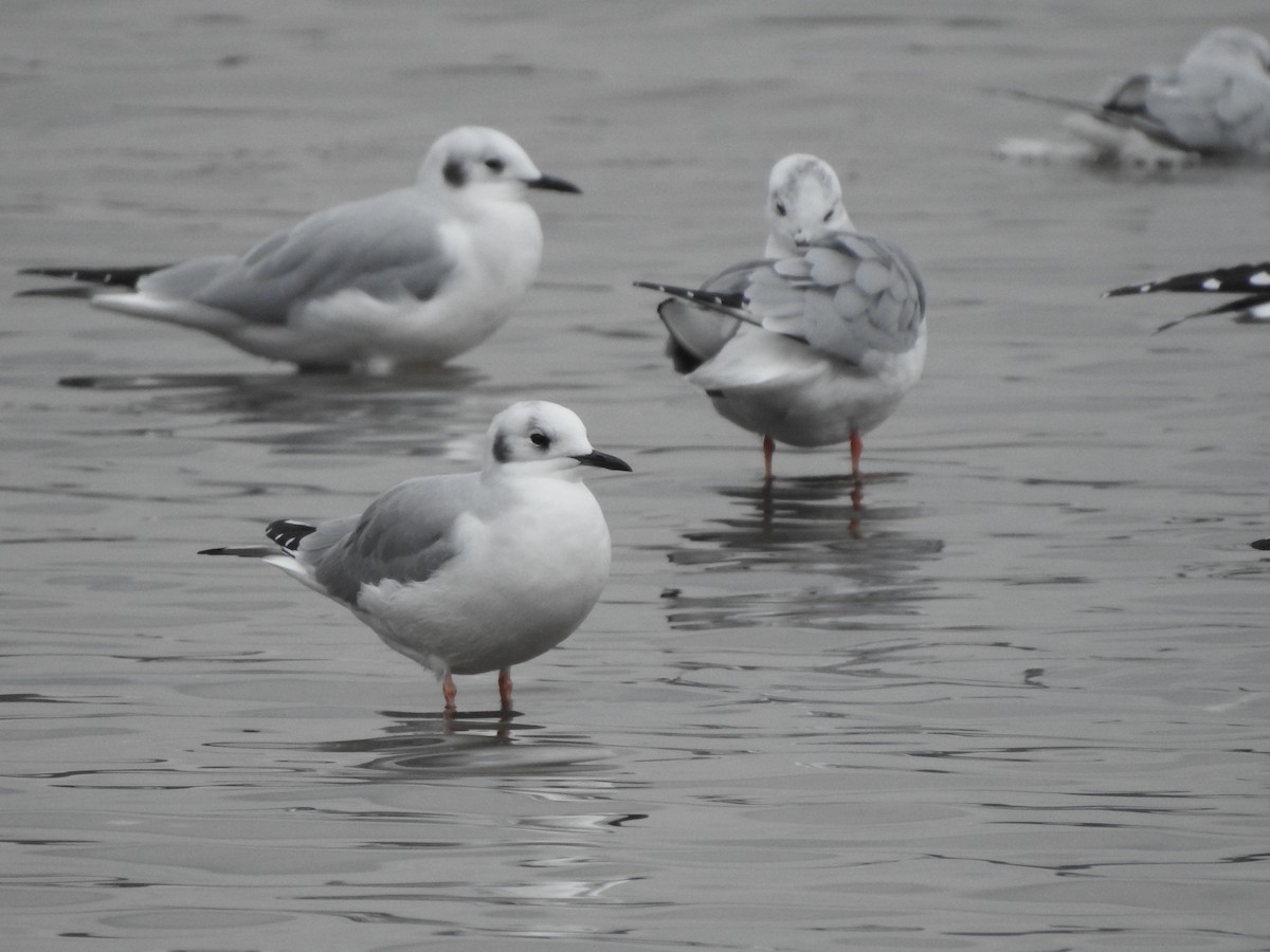 Bonaparte's Gull - ML189505591