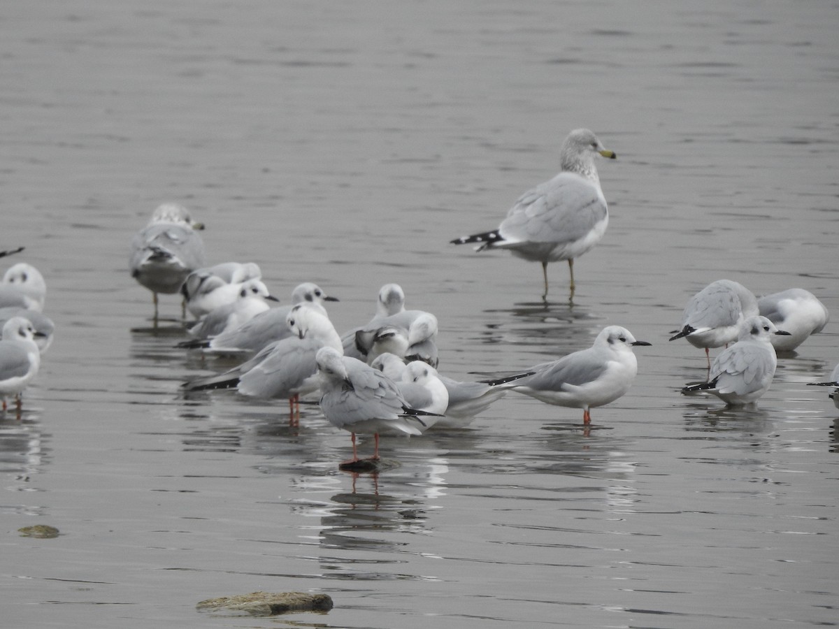 Ring-billed Gull - Bill Stanley