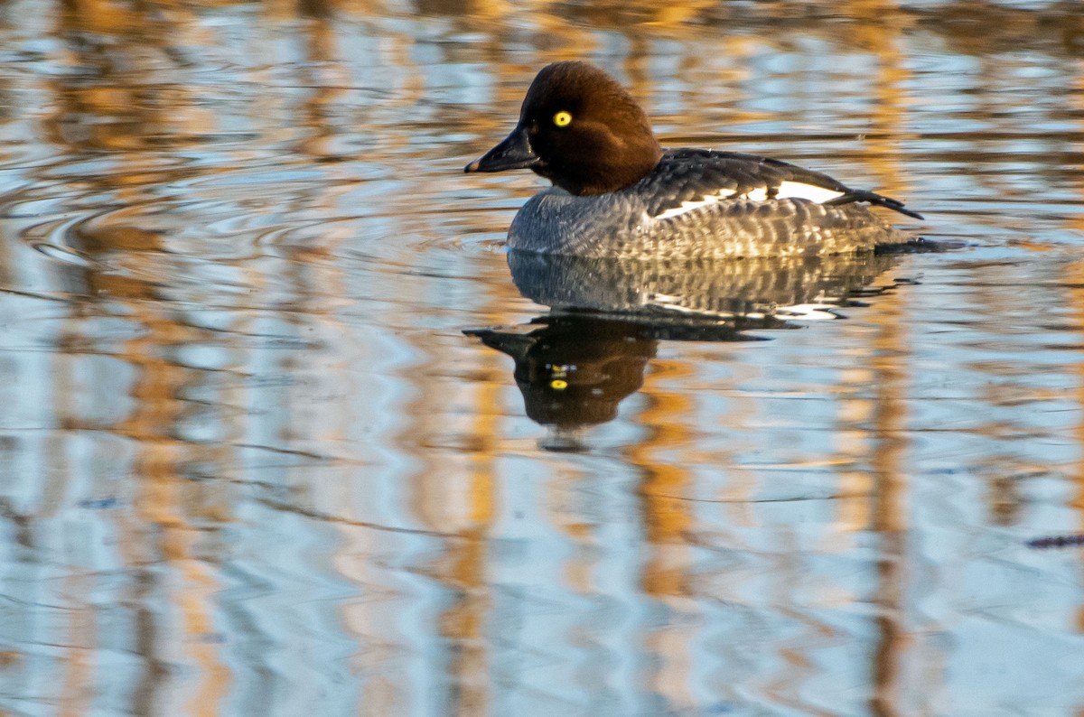 Common Goldeneye - ML189507031