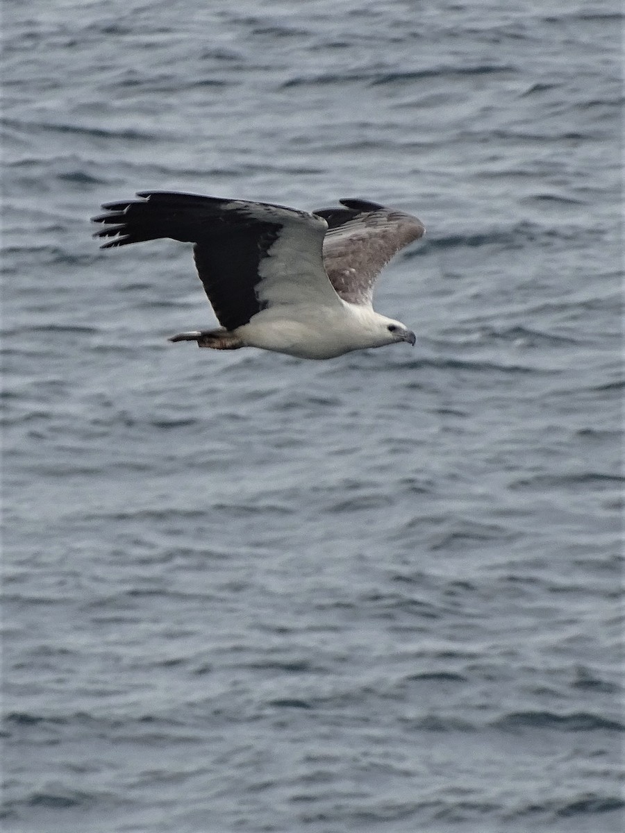 White-bellied Sea-Eagle - ML189507321