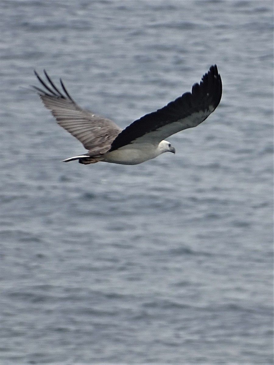 White-bellied Sea-Eagle - ML189507361