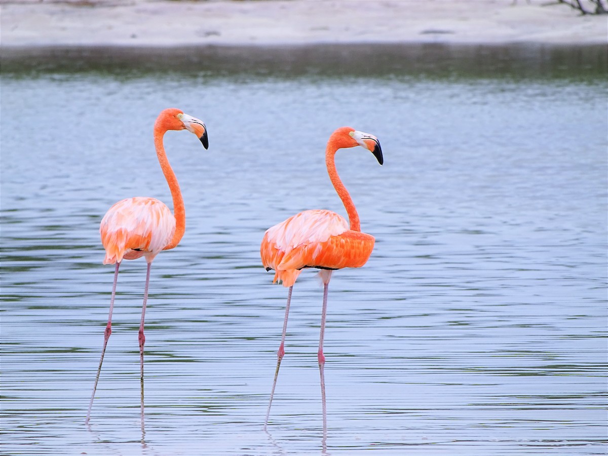 Amerika Flamingosu - ML189508201