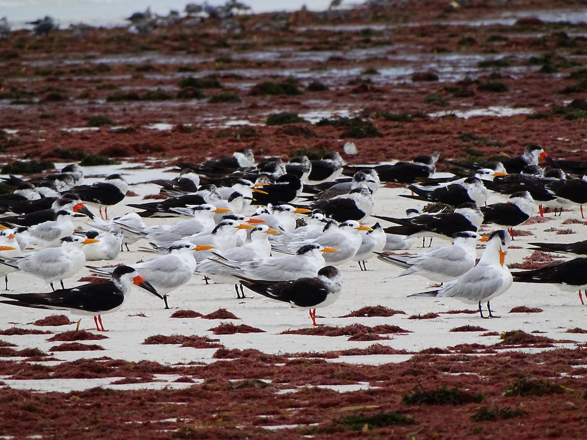 Royal Tern - ML189510591