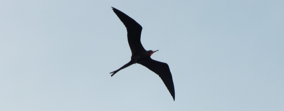 Magnificent Frigatebird - ML189511461