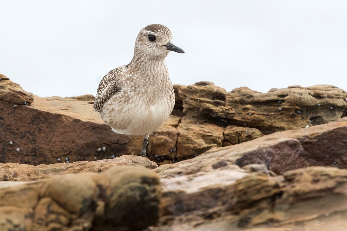 Black-bellied Plover - ML189512241