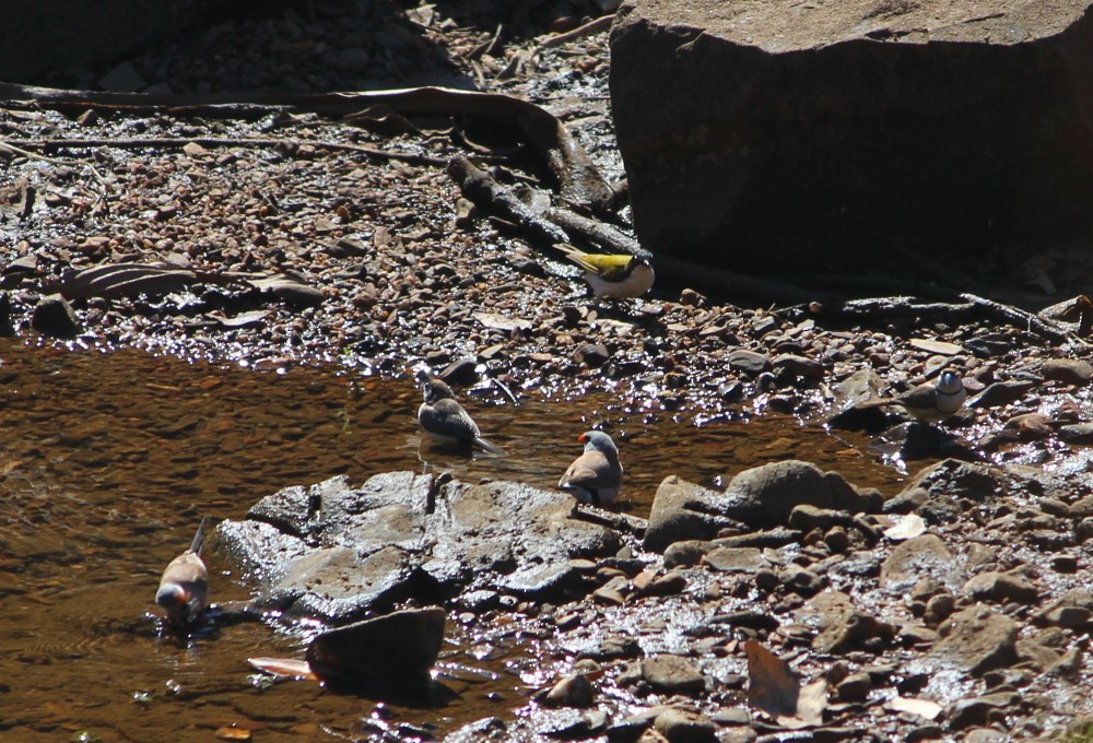 White-throated Honeyeater - ML189512551