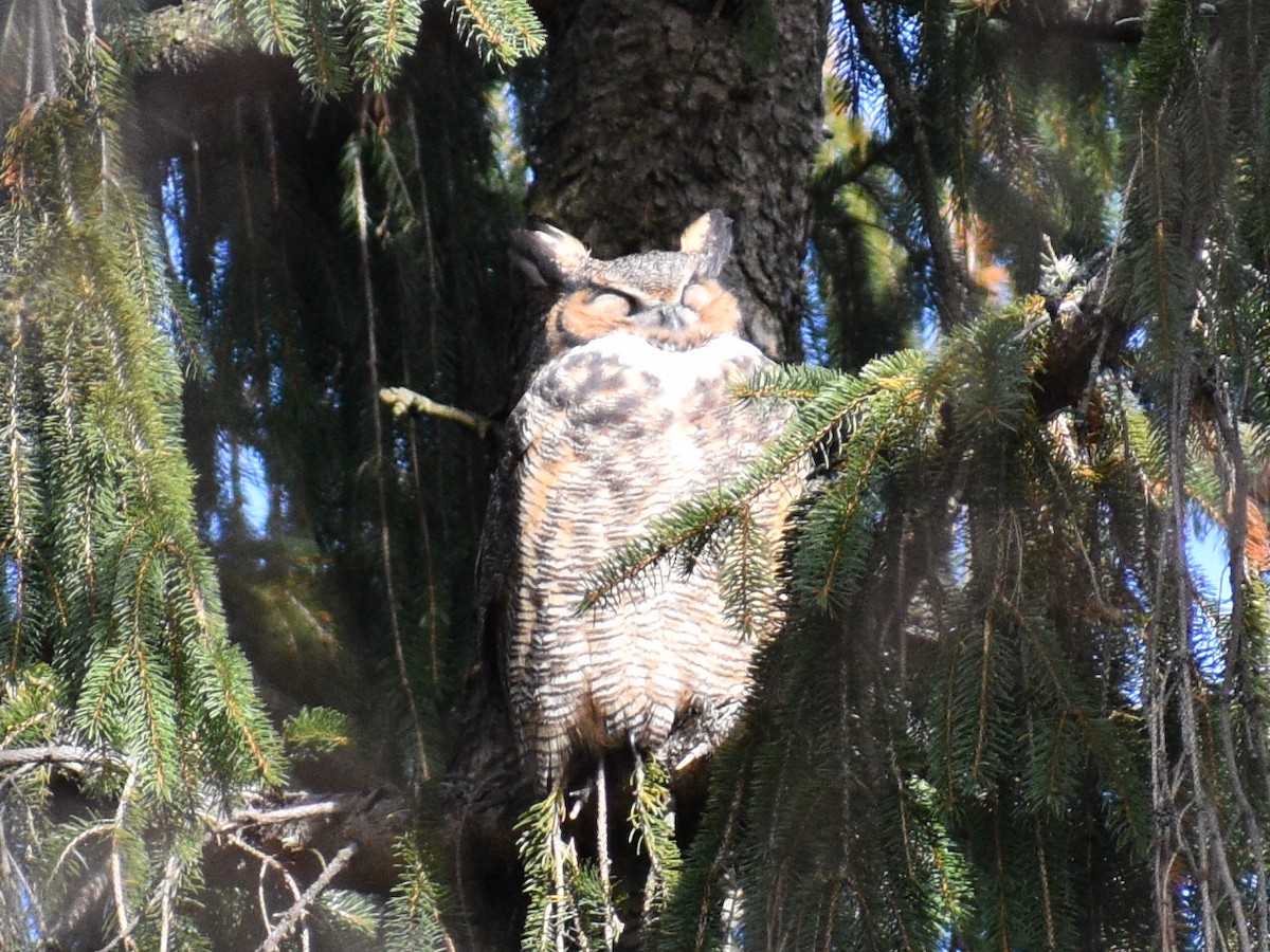 Great Horned Owl - ML189514061