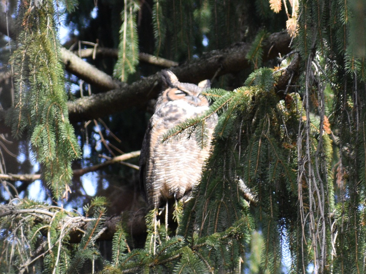 Great Horned Owl - ML189514091