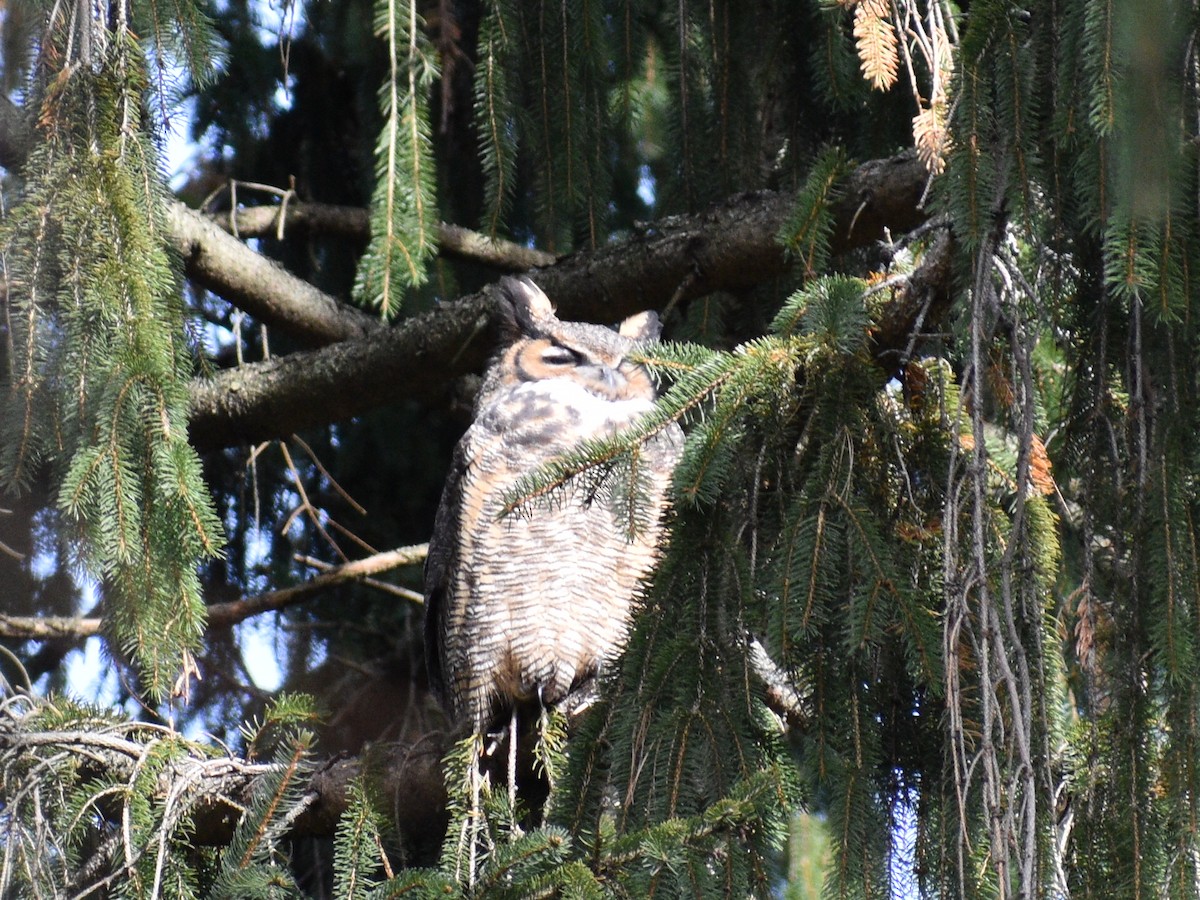 Great Horned Owl - ML189514101