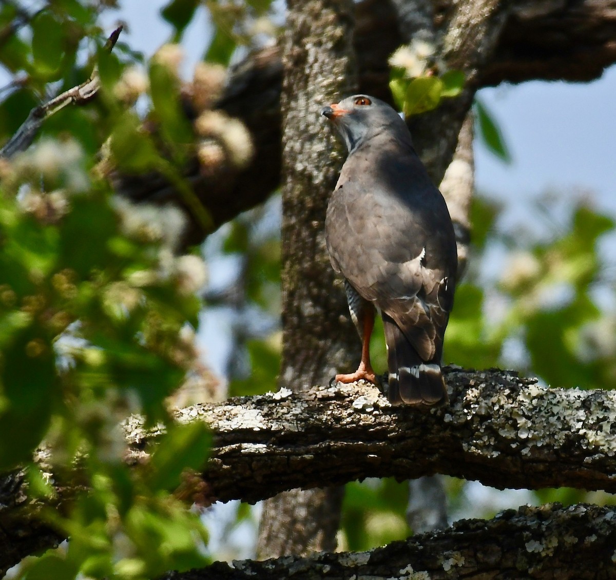 Lizard Buzzard - Theresa Bucher