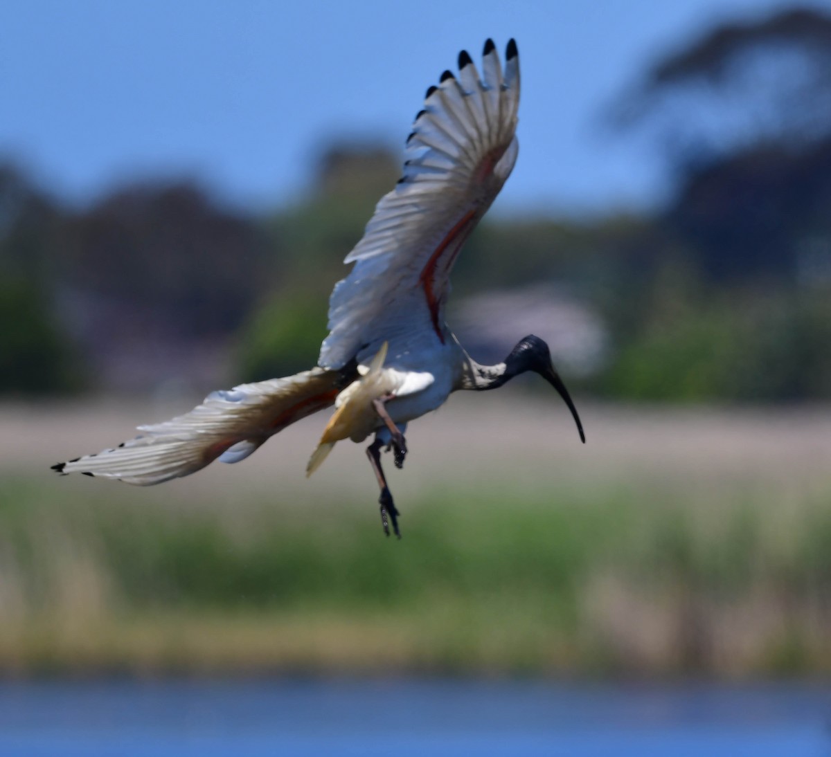 Australian Ibis - Roy Burgess