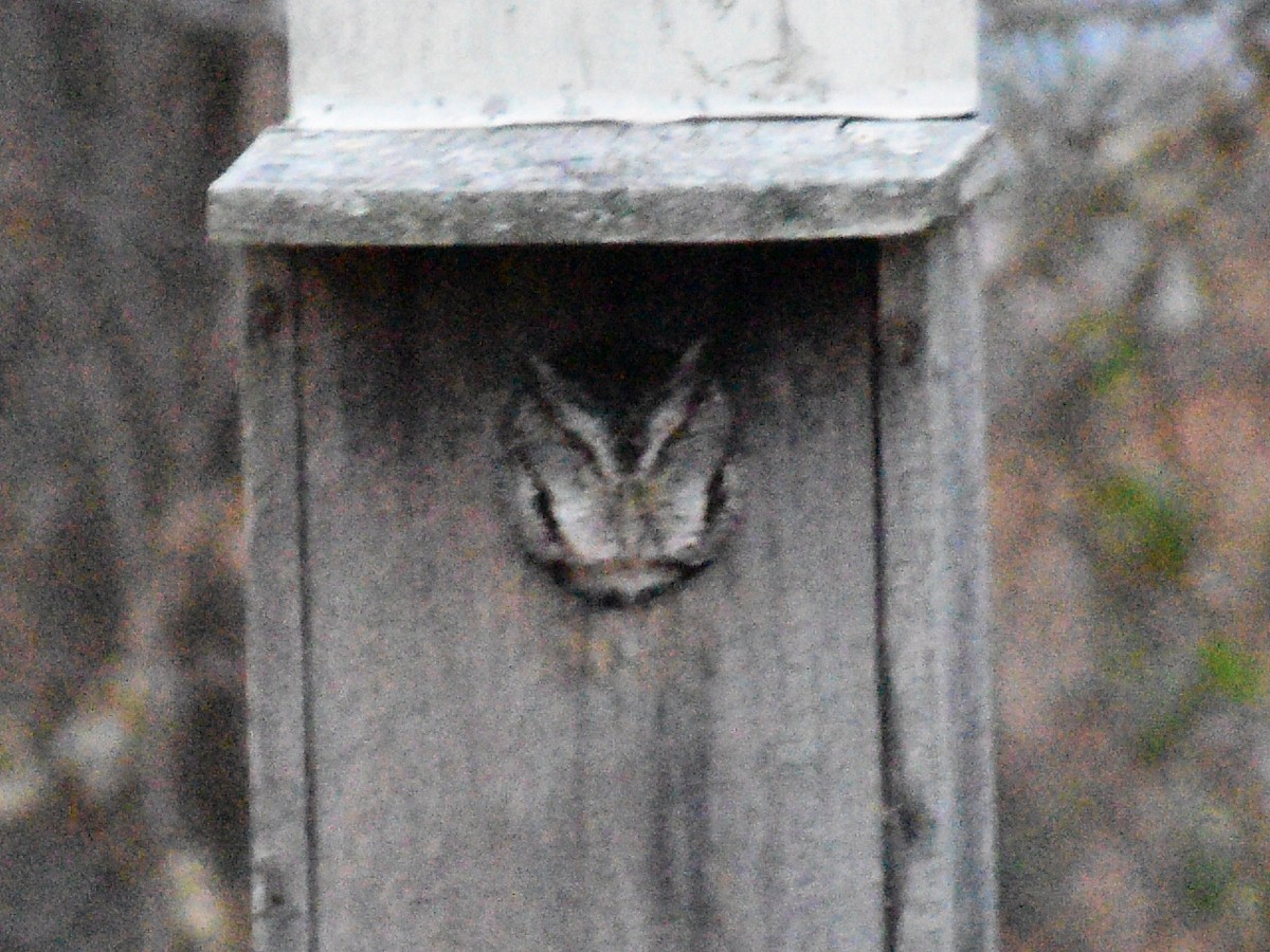 Eastern Screech-Owl - Patrick McGill