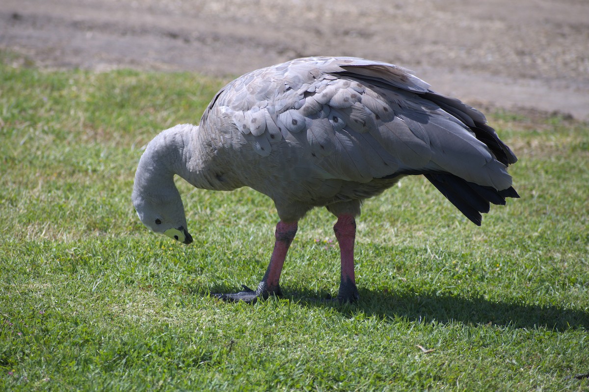 Cape Barren Goose - Nico Stuurman