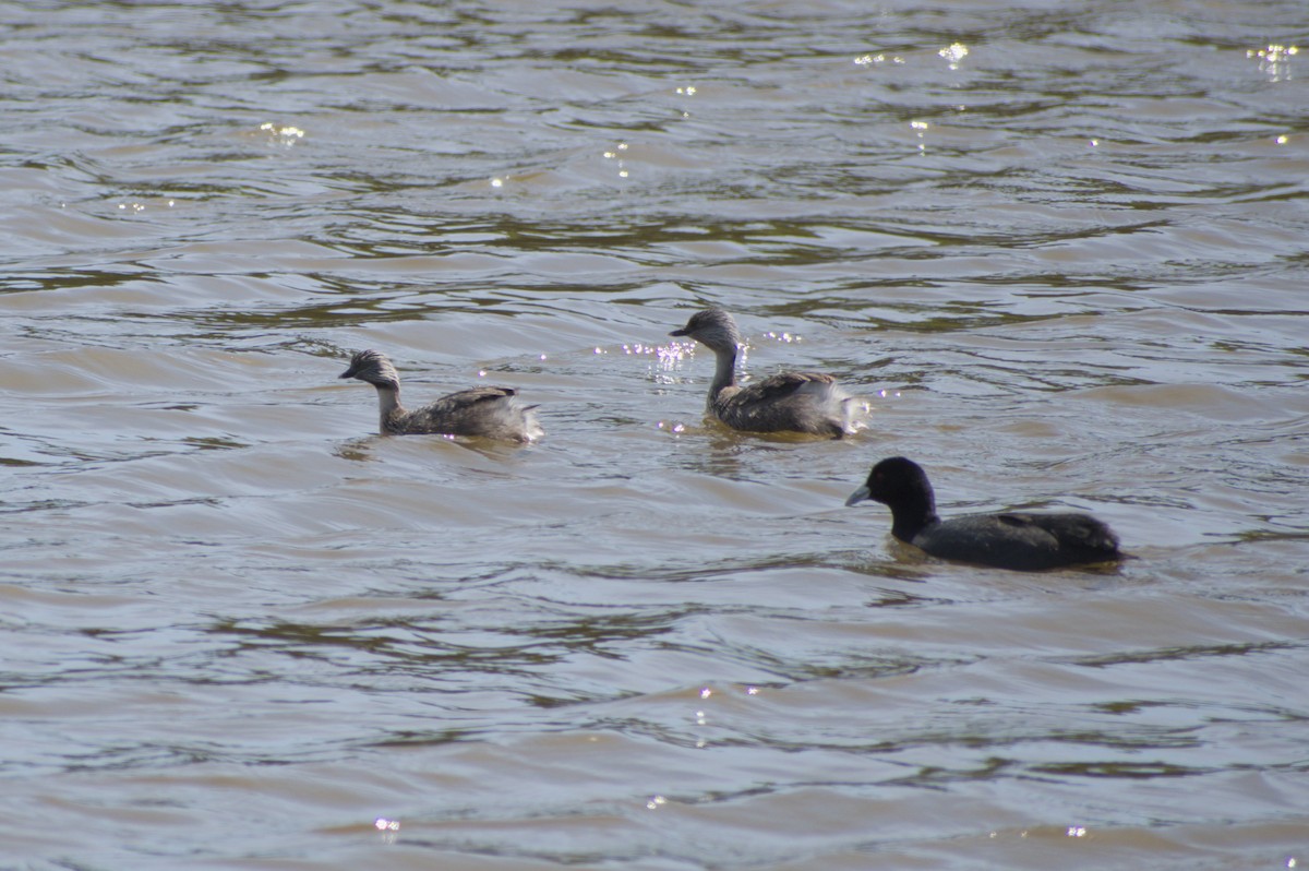 Hoary-headed Grebe - ML189516211