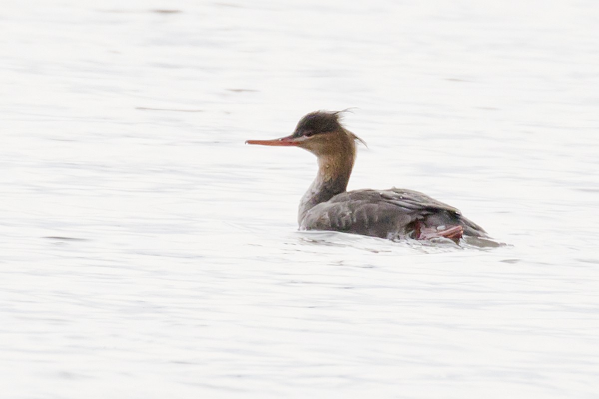 Red-breasted Merganser - ML189516241