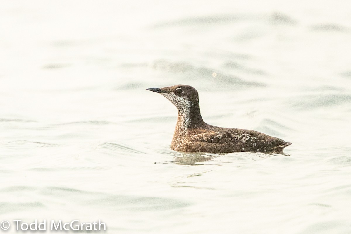 Long-billed Murrelet - ML189517801