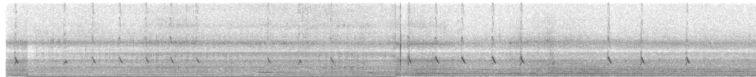 Pettegola - ML189518131