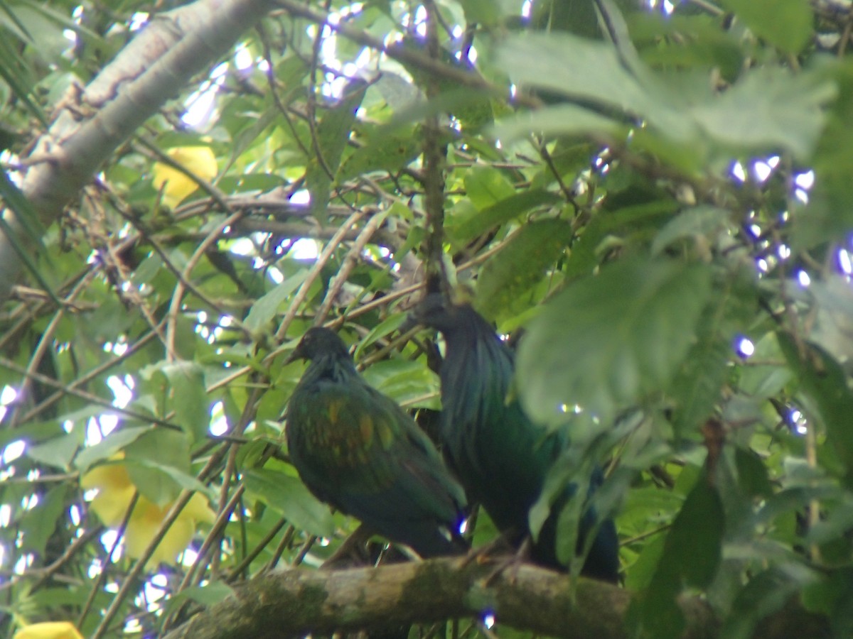 Nicobar Pigeon - ML189518381