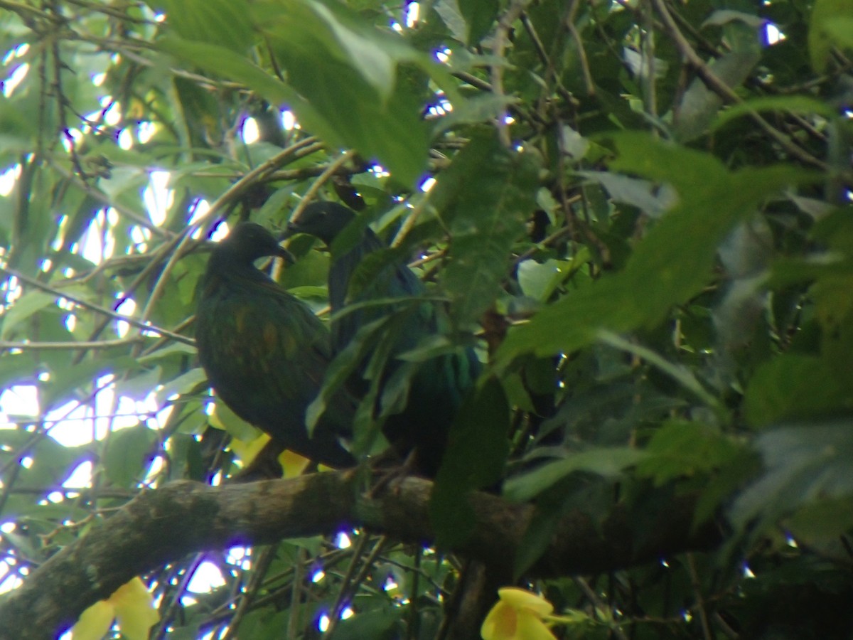 Nicobar Pigeon - ML189518411