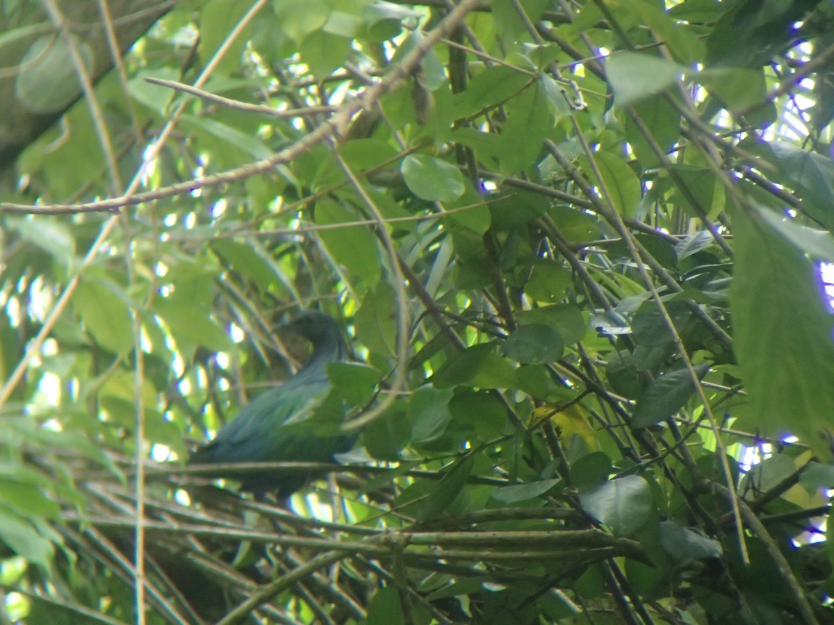 Nicobar Pigeon - ML189518501