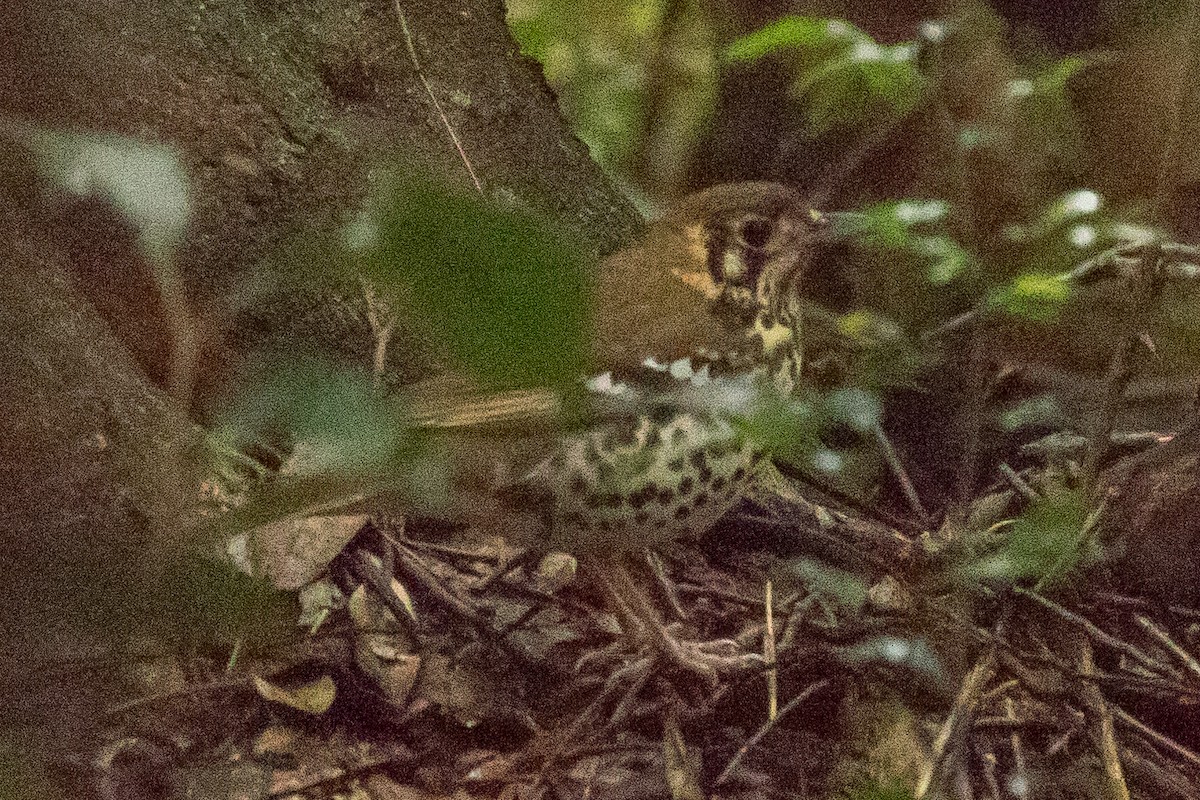 Spotted Ground-Thrush (Spotted) - ML189519401