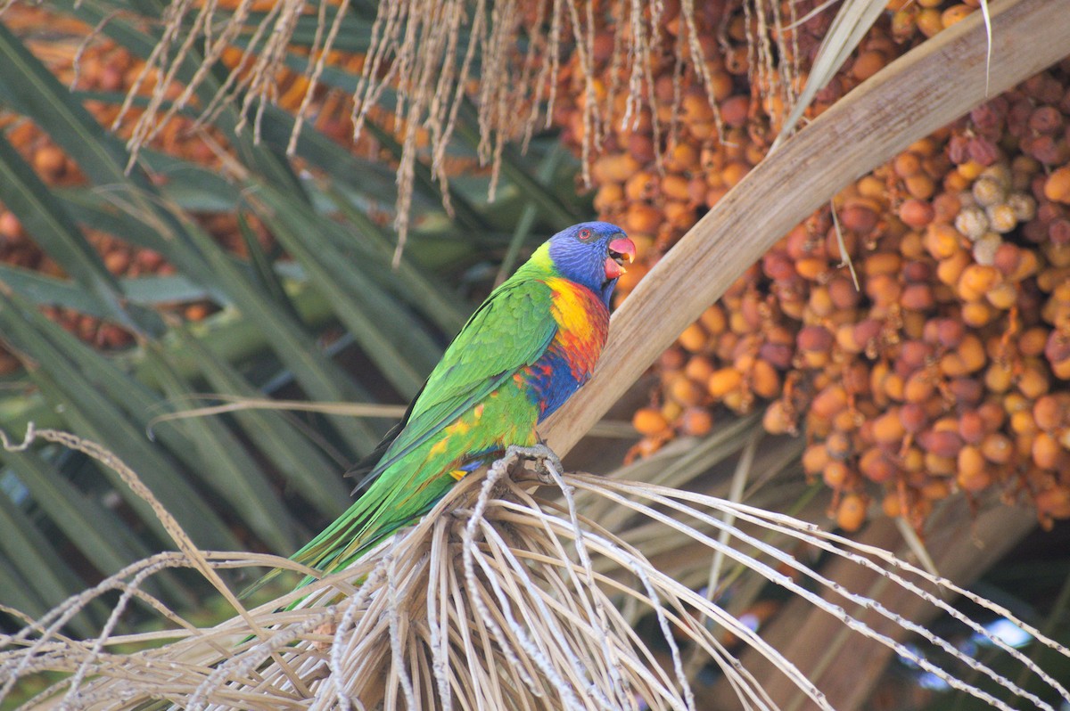 Rainbow Lorikeet - ML189522511