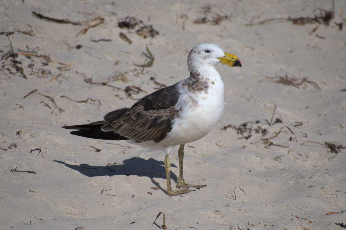 Pacific Gull - ML189522541