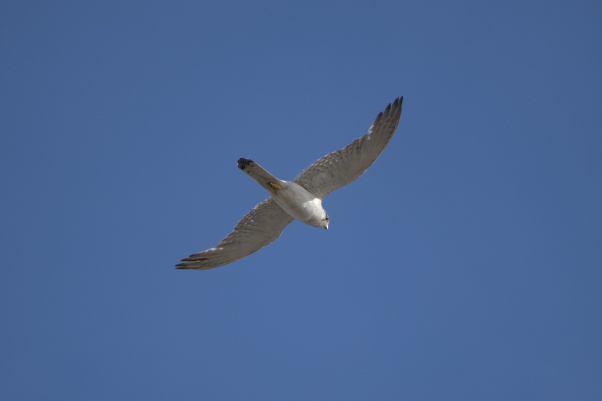 Nankeen Kestrel - ML189522621