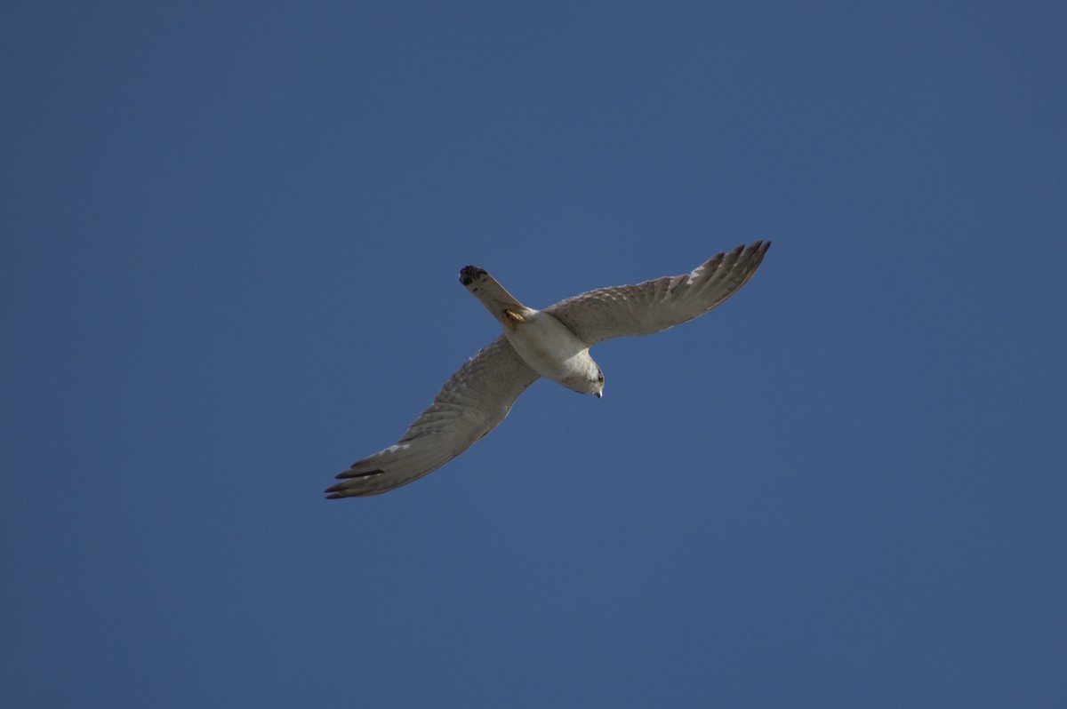 Nankeen Kestrel - ML189522631