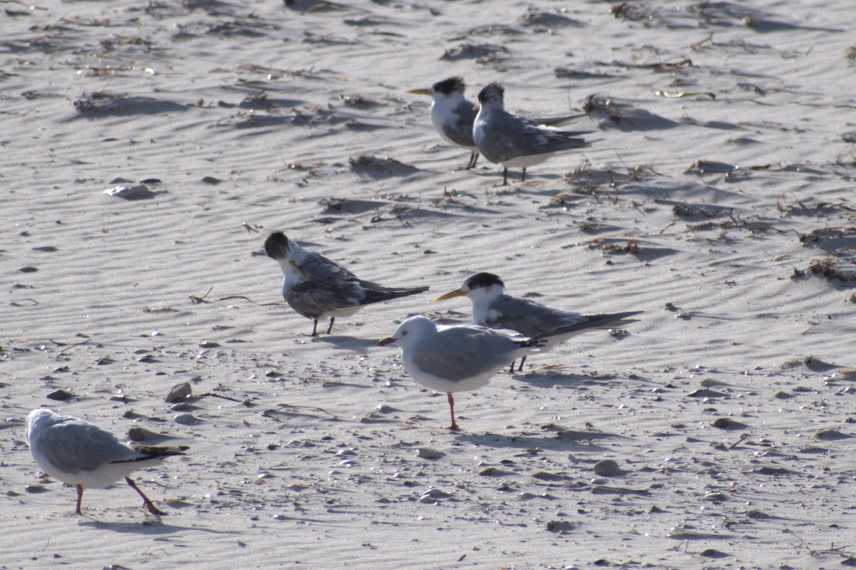 Great Crested Tern - ML189522671