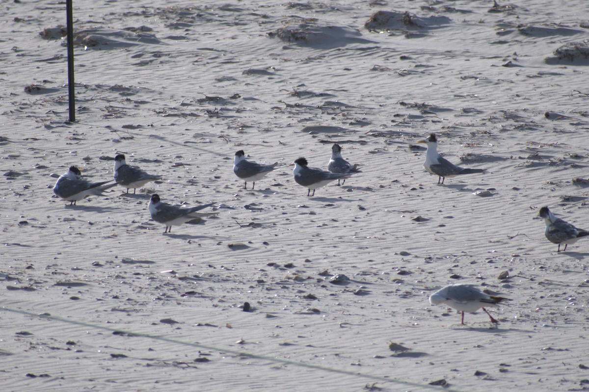 Great Crested Tern - ML189522691