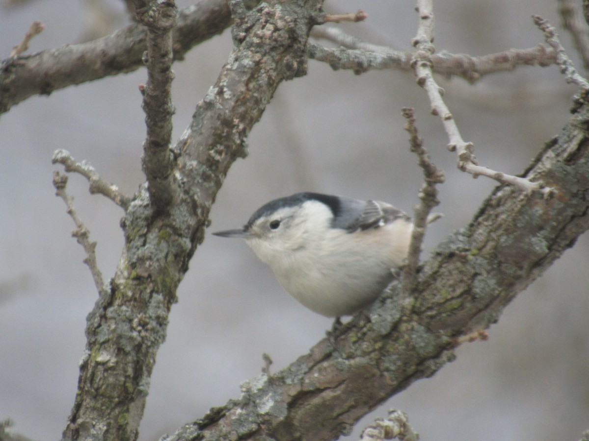 White-breasted Nuthatch - ML189522701