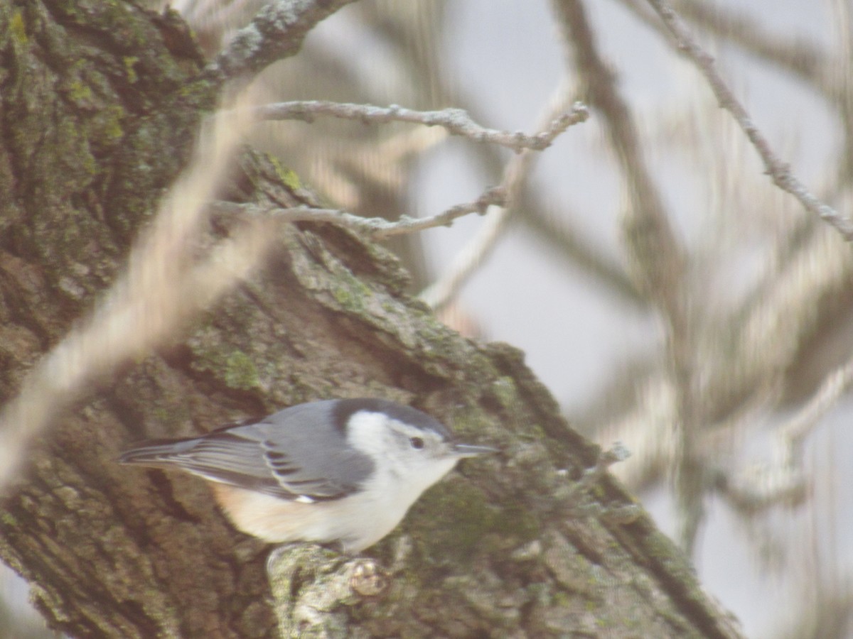 White-breasted Nuthatch - ML189522711