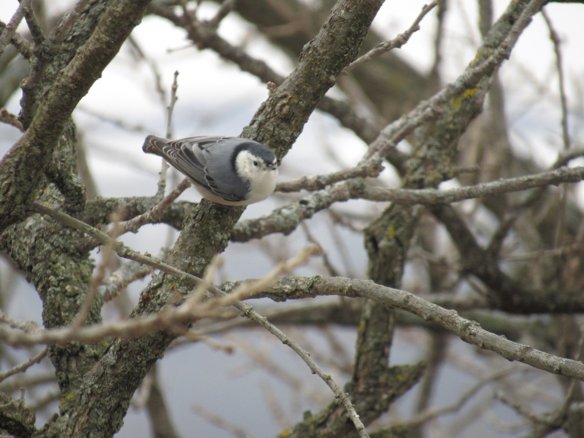 White-breasted Nuthatch - ML189522721