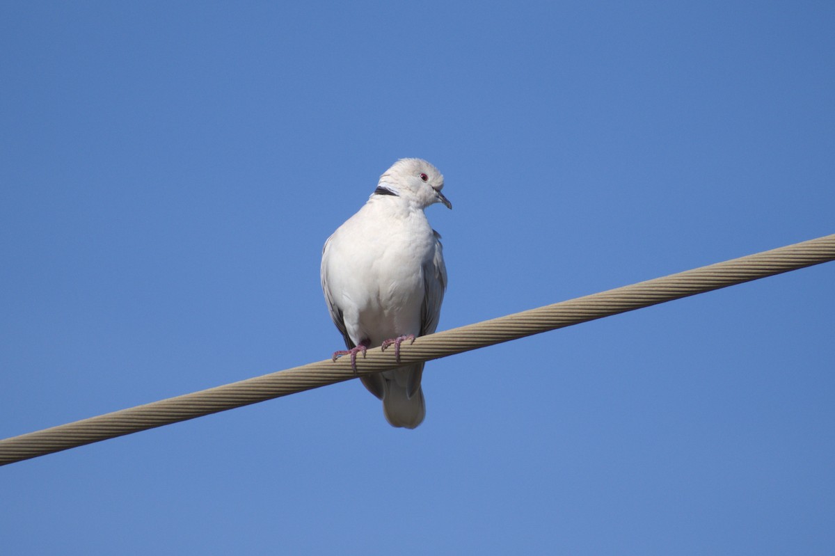 African Collared-Dove (Domestic type or Ringed Turtle-Dove) - Nico Stuurman