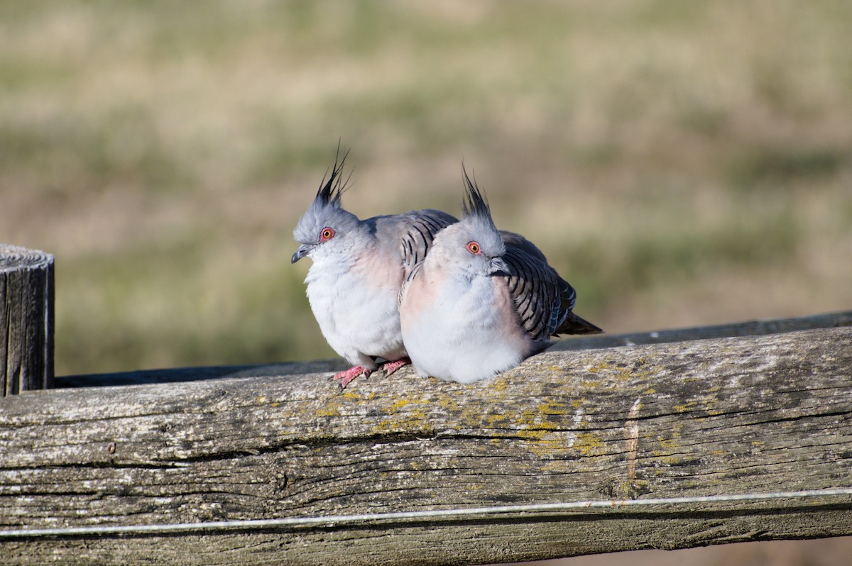 Crested Pigeon - ML189522851