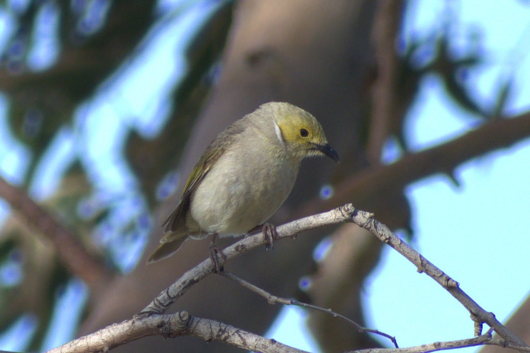 White-plumed Honeyeater - ML189522901