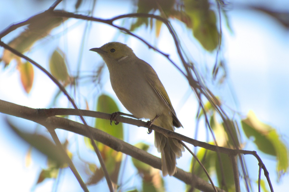 White-plumed Honeyeater - ML189522911