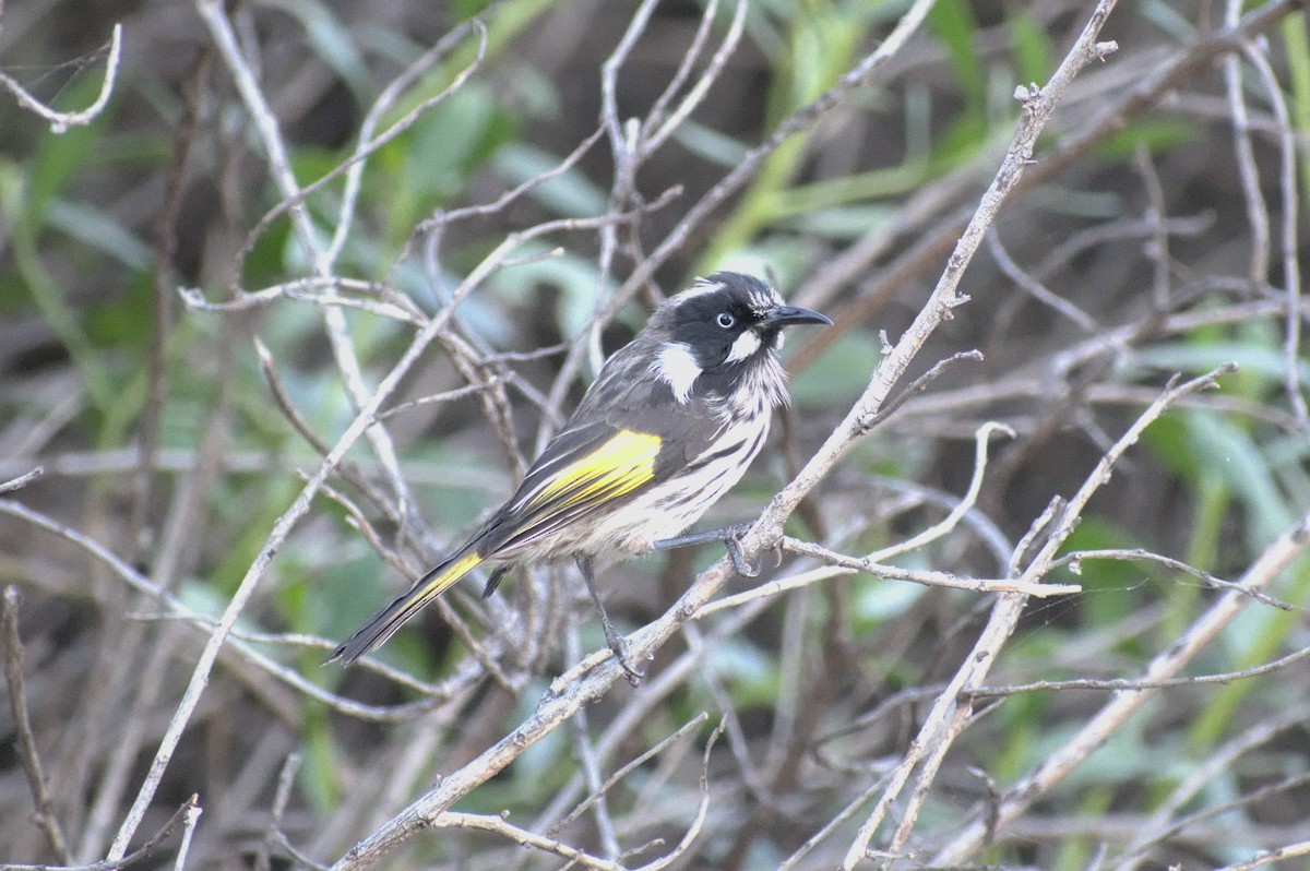 New Holland Honeyeater - ML189522931