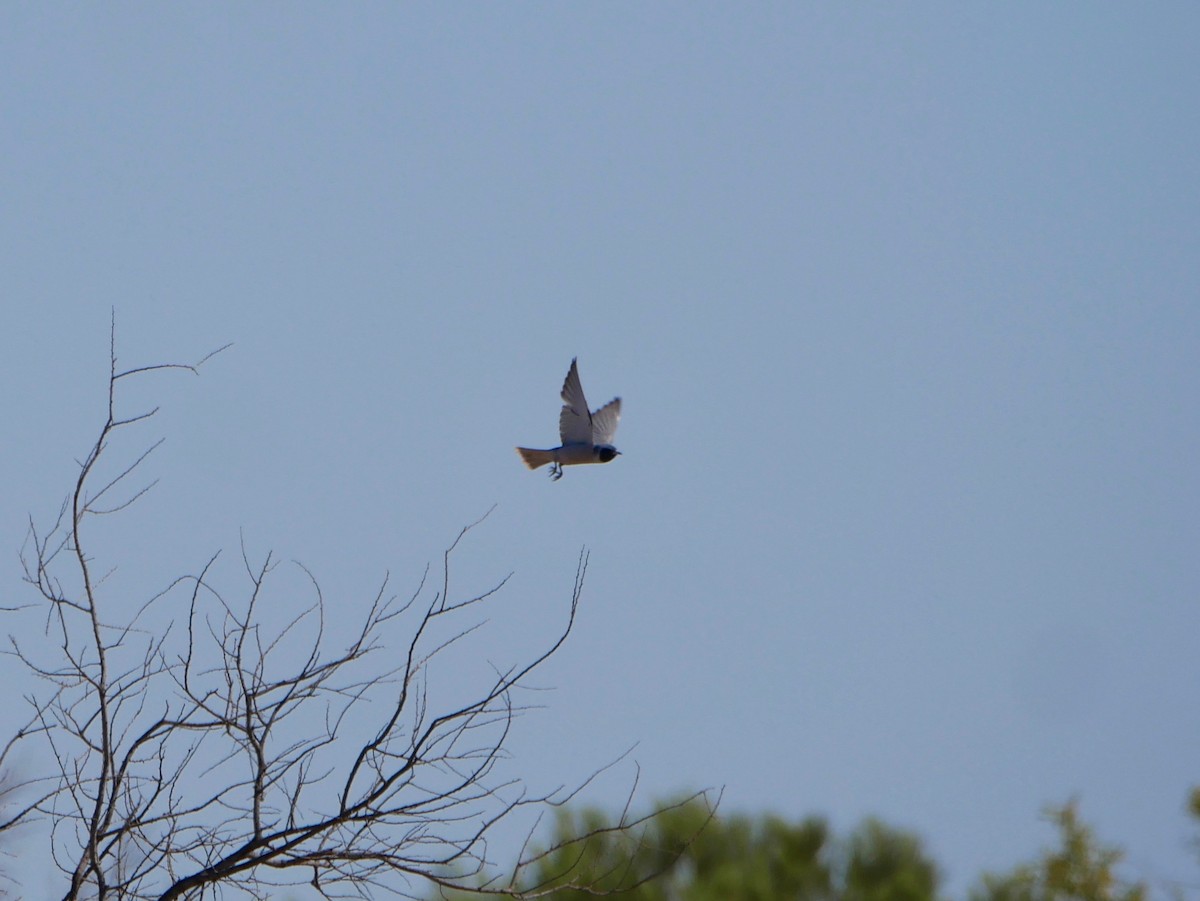 Masked Woodswallow - ML189523311