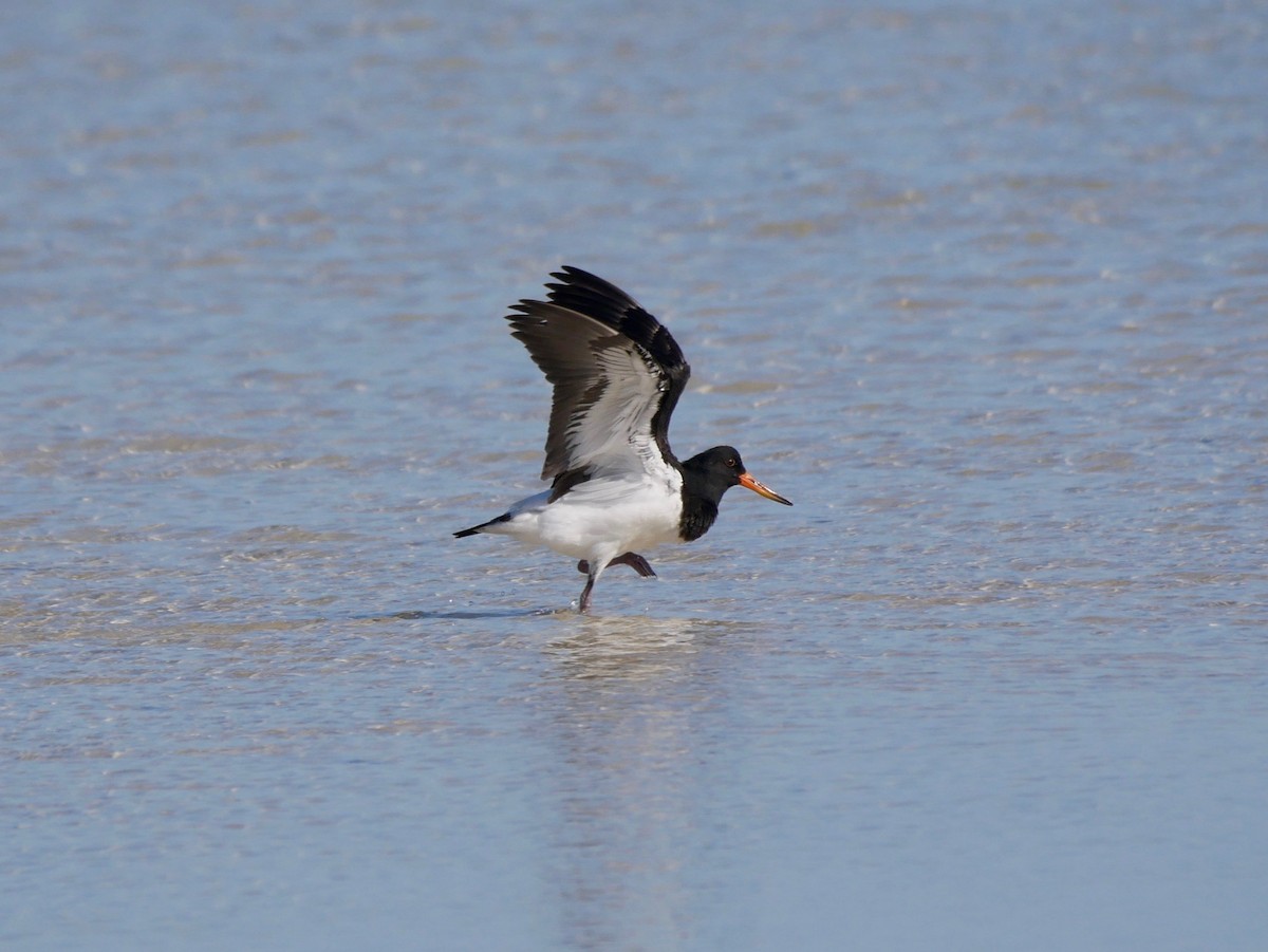 Pied Oystercatcher - ML189523321